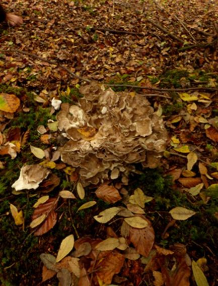 Developing fruiting body on an English oak stump in the New Forest, Hampshire